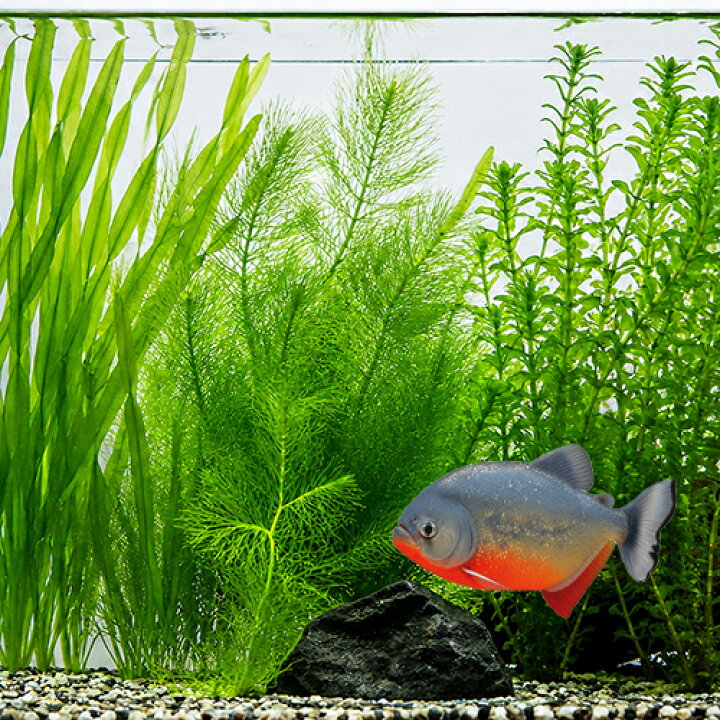 楽天市場】(水草)大型魚水槽に タフで大型な水草 (10本セット 