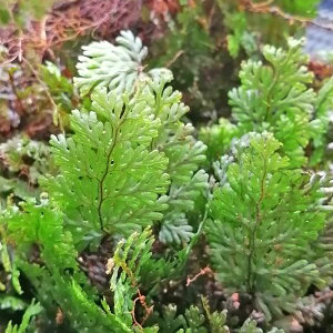 (RP)tBt@[ @1Jbv@V_@ہ@p_E@eE