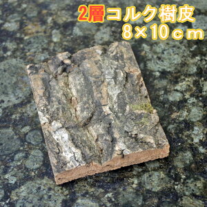 RN@2w\@10×8cm@1.5-2cmO@1