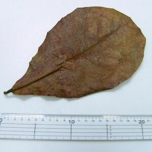 y󂠂z}WbN[t10A}]̐Č@y/Mы/Ϗ܋/zýzyʔ/̔zyANAE/肤ށzy^z