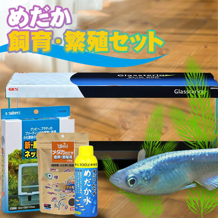 楽天市場】メダカ飼育・繁殖セット 水槽型 初心者の方でもかんたんに 