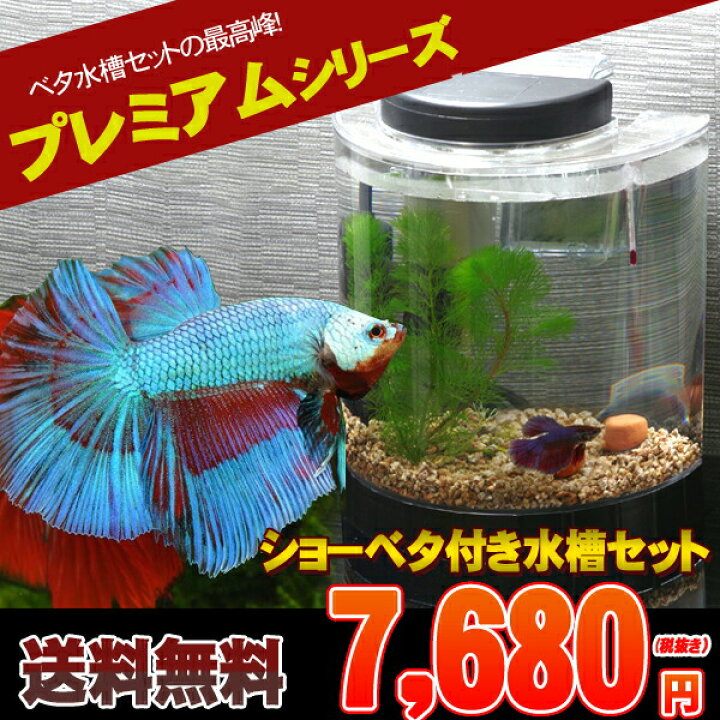 楽天市場 ベタ飼育セット ハーフムーンタイプ 水槽セット 飼育セット 水槽 熱帯魚 観賞魚 飼育 セット水槽 オブジェ 生体 通販 販売 アクアリウム あくありうむ 小型 ネオス 楽天市場店