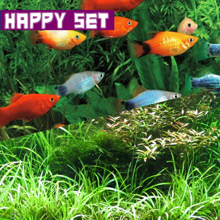 楽天市場】(熱帯魚セット)(水草)【ハッピーセット】おまかせ水草(12 