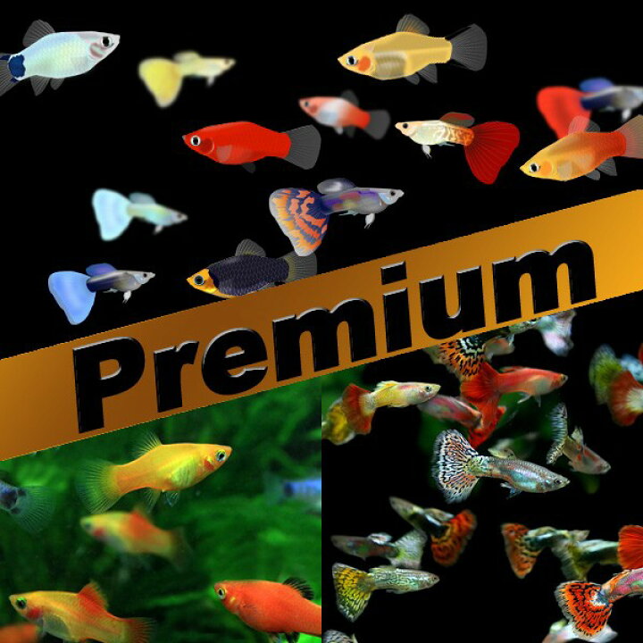 楽天市場】(熱帯魚 生体)【プレミアムセット】ミックスグッピー（約 