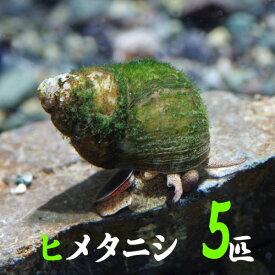 (貝)ヒメタニシ　（-cm）（5匹）【水槽/熱帯魚/観賞魚/飼育】【生体】【通販/販売】【アクアリウム/あくありうむ】【小型】