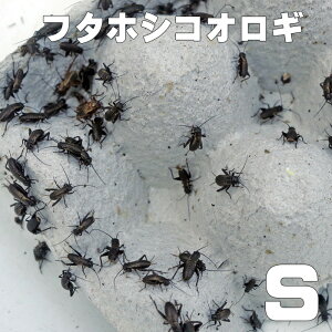 񂹁i3|4cƓj@a@t^zVRIM@STCY@1000C+yszy~Gq֒n攭sz@a@঒ށ@ށ@