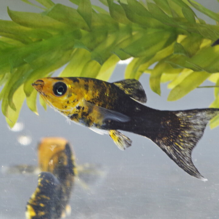 楽天市場 熱帯魚 ゴールデンハーフブラックライヤーモーリー 約5 6cm 3匹 ネオス 楽天市場店