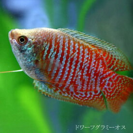 (熱帯魚 生体)ドワーフグラミー　オス ♂　（約4cm）（1匹）【水槽/熱帯魚/観賞魚/飼育】【生体】【通販/販売】【アクアリウム/あくありうむ】【小型】