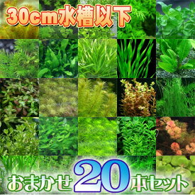 (水草)おまかせ水草　水槽サイズ30cm以下にお勧め　（5種以上　20本）