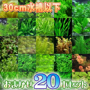()܂@TCY30cmȉɂ߁@i5ȏ@20{jy/Mы/Ϗ܋/zýzyʔ/̔zyANAE/肤ށzy^z