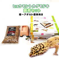 楽天市場】ヒョウモントカゲモドキ 飼育セット（ペット・ペットグッズ 