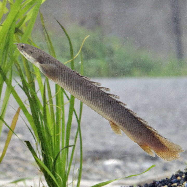 楽天市場】(熱帯魚 生体)ポリプテルス・セネガルス【ワイルド 