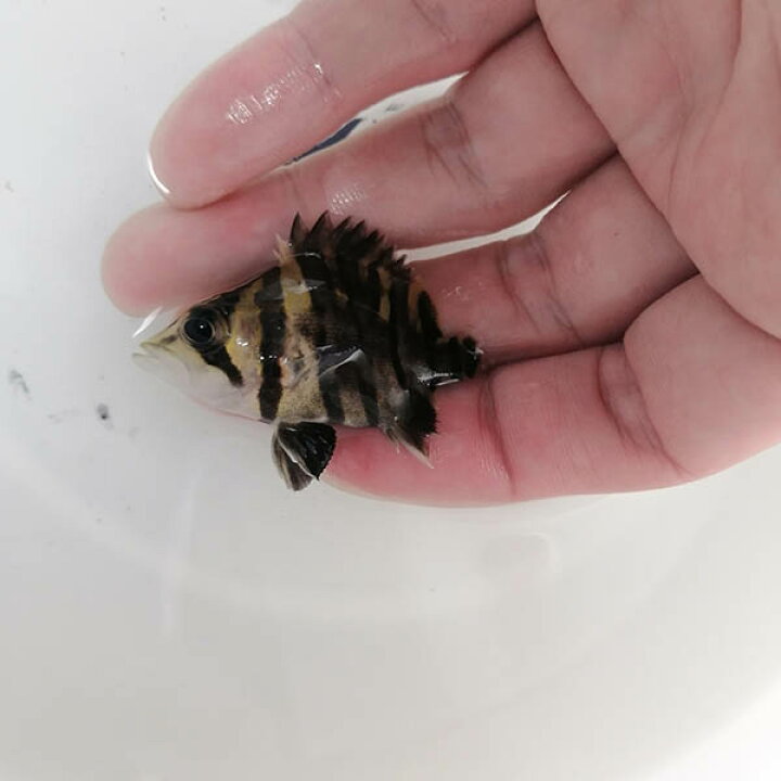 楽天市場】(熱帯魚)ショートボディ ダトニオ プラスワン【スマトラ産  