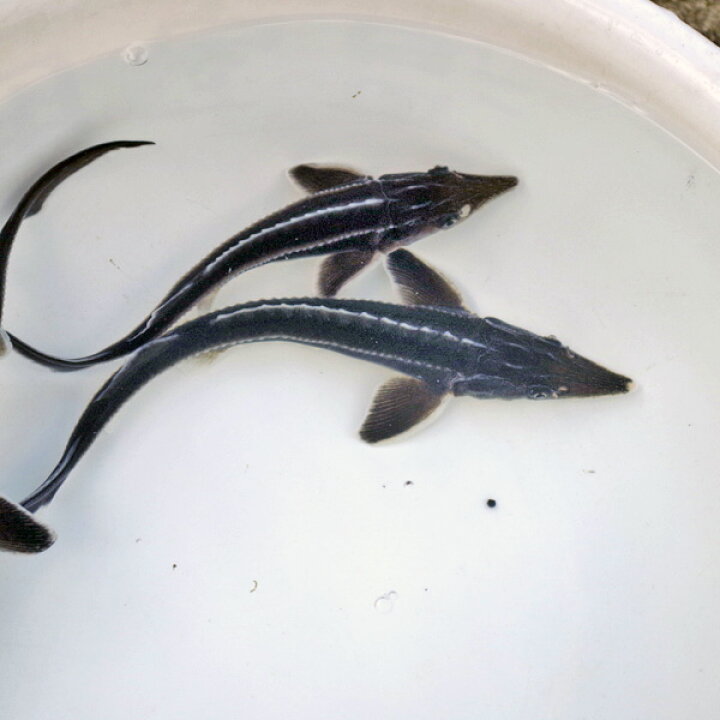 楽天市場】(熱帯魚 生体)大きめ ベステルチョウザメ （約20-25cm  