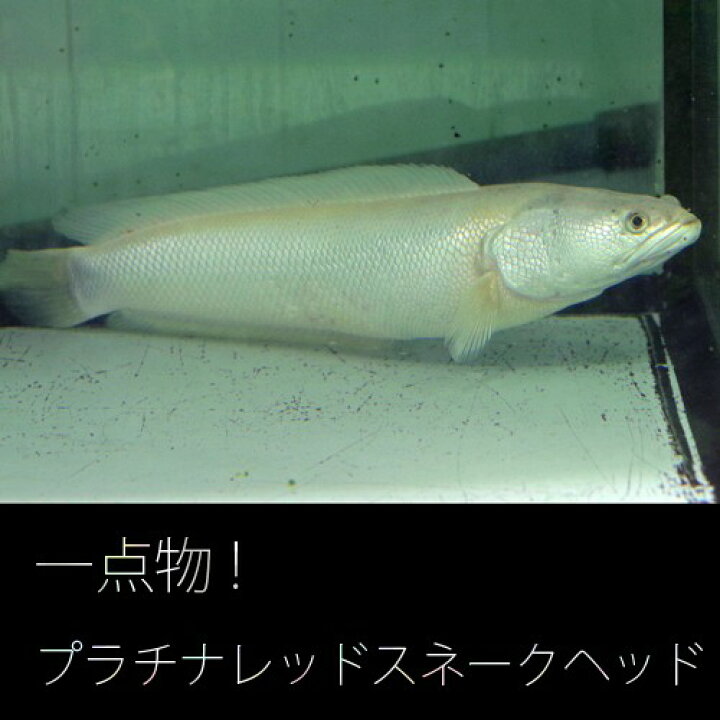 楽天市場】(熱帯魚 生体)プラチナレッドスネークヘッド （約25cm 