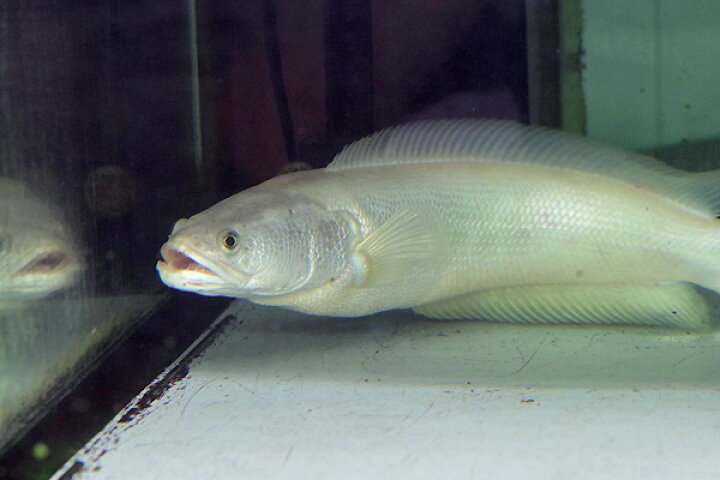 楽天市場】(熱帯魚 生体)プラチナレッドスネークヘッド （約25cm 