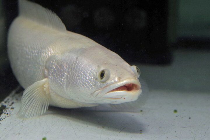 楽天市場】(熱帯魚 生体)プラチナレッドスネークヘッド （約25cm 