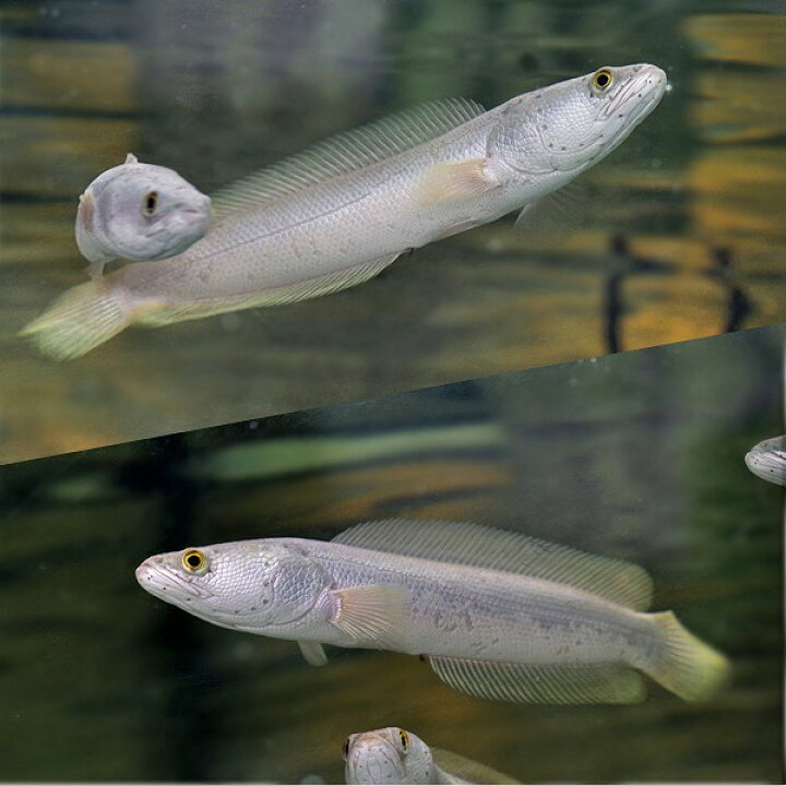 楽天市場】(熱帯魚 生体) プラチナ カムルチー （約10-12cm）（1 