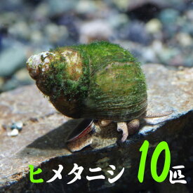 楽天市場 チャーム 水槽 貝 ヤドカリ 熱帯魚 アクアリウム ペット ペットグッズの通販
