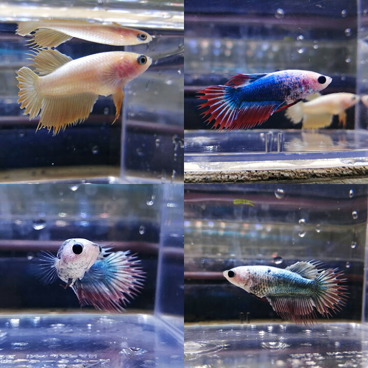 楽天市場 熱帯魚 生体 Tongarfarm産 ベタ クラウンテール 色おまかせ １匹 水槽 熱帯魚 観賞魚 飼育 生体 通販 販売 アクアリウム あくありうむ ネオス 楽天市場店