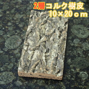 RN@2w\@10×20cm@1.5-2cmO@1