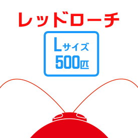 楽天市場 レッドローチの通販