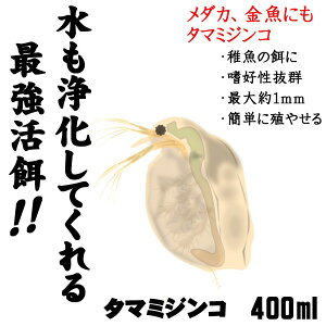 (活餌)( オススメ)タマミジンコ 400ml 100匹〜(1袋)【水槽/熱帯魚/観賞魚/飼育】【生体】【通販/販売】【アクアリウム/あくありうむ】【小型】
