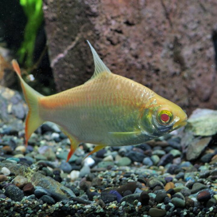 楽天市場】(熱帯魚 生体)アルビノレッドフィンバルブ （約4-5cm 