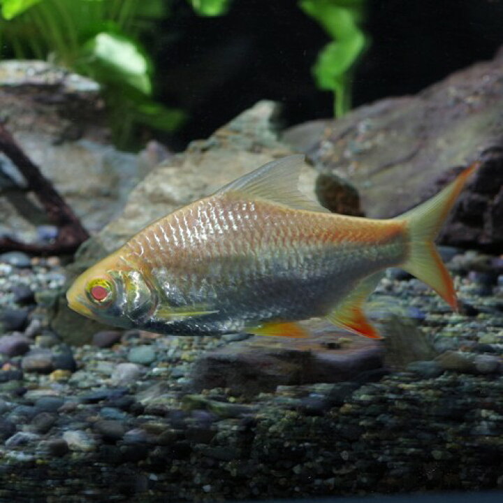 楽天市場】(熱帯魚 生体)アルビノレッドフィンバルブ （約4-5cm 