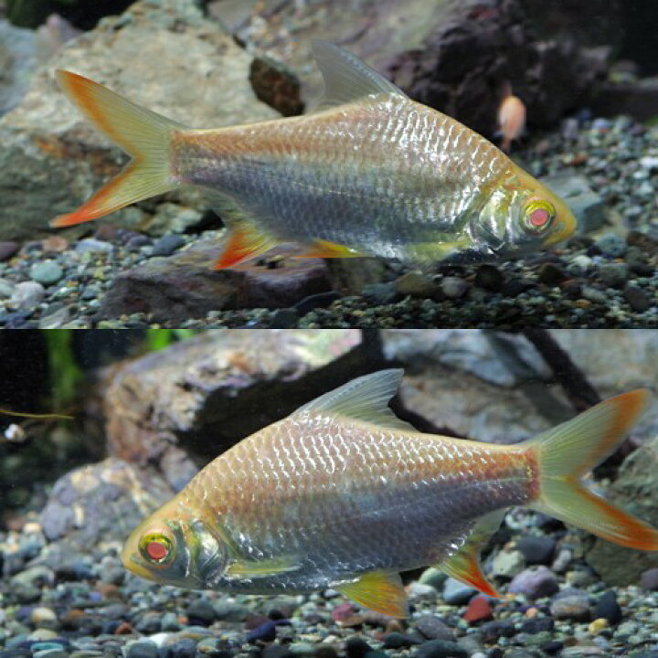 楽天市場】(熱帯魚 生体)アルビノレッドフィンバルブ （約4-5cm 