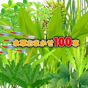 ()܂ @i100{Zbgjy/Mы/Ϗ܋/zýzyʔ/̔zyANAE/肤ށzy^z