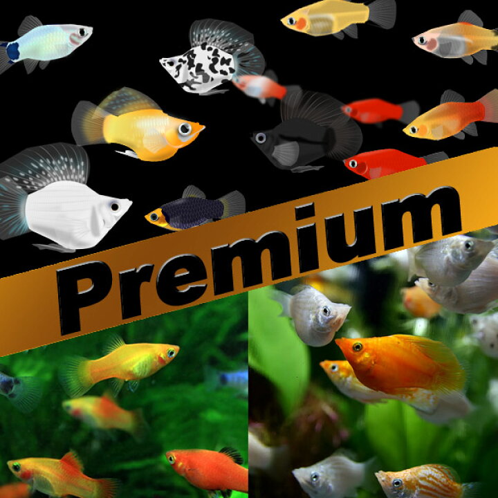 楽天市場】(熱帯魚 生体)【プレミアムセット】ミックスバルーン 