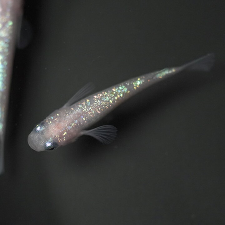 楽天市場】(めだか)王華 メダカ 白綾系 （ 約2.5-3cm）（3匹 