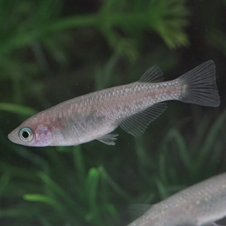 楽天市場】(めだか)王華 メダカ 白綾系 （ 約2.5-3cm）（3匹 