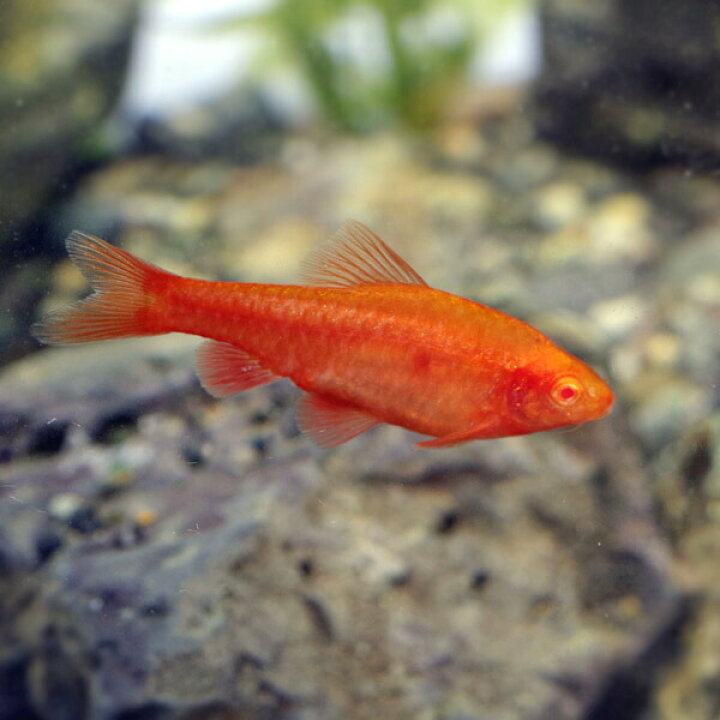 新作人気モデル 熱帯魚 アルビノチェリー バルブ ピュアレッド ３匹 北海道航空便要保温 Shipsctc Org