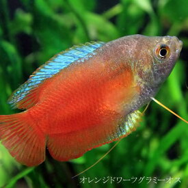 (熱帯魚 生体)オレンジドワーフグラミー　オス ♂　（約4cm）（1匹）【ねったいぎょ】【水槽/熱帯魚/観賞魚/飼育】【生体】【通販/販売】【アクアリウム/あくありうむ】【小型】