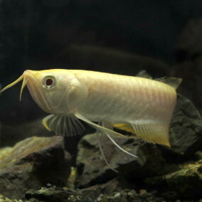 楽天市場 熱帯魚 アクアリウム カラー オレンジ 人気ランキング1位 売れ筋商品 楽天市場 熱帯魚 アクアリウム カラー オレンジ 人気ランキング1位 売れ筋商品