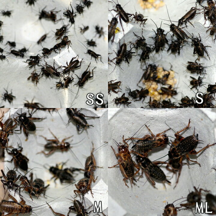 ラッピング不可 お取り寄せ 3 4営業日 餌昆虫 黒コオロギ クロコオロギ ｍサイズ 500匹 代引き不可 冬季航空便地域発送不可 活餌 爬虫類 両生類 小動物 Shipsctc Org