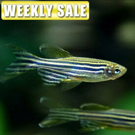 楽天市場 グッピー 飼育セットの通販