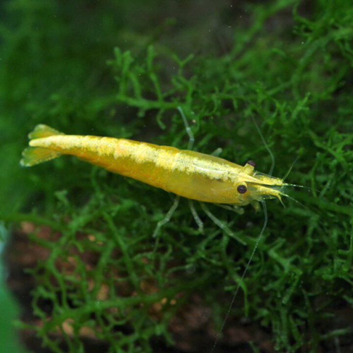 楽天市場 エビ ゴールドバック イエローチェリーシュリンプ 約１ ５cm ６匹 水槽 熱帯魚 観賞魚 飼育 生体 通販 販売 アクアリウム あくありうむ 小型 ネオス 楽天市場店
