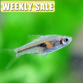 楽天市場 グッピー 飼育セットの通販