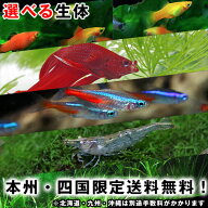 1000円ポッキリ　本州・四国限定送料無料　選べる熱帯魚　同梱不可！※本州・四国以外のお届けは別途手数…