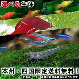 1000円ポッキリ　本州・四国限定送料無料　選べる熱帯魚　同梱不可！※本州・四国以外のお届けは別途手数料を加算させて頂きます
