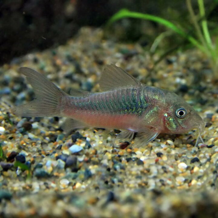 楽天市場 ネオスセール 熱帯魚 赤コリ コリドラス アエネウス 約３cm ３匹 ネオス 楽天市場店