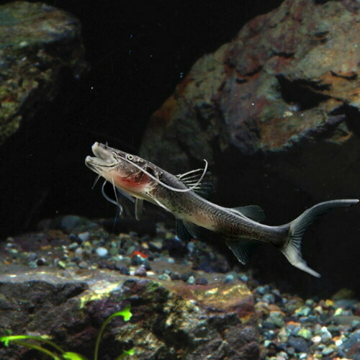 楽天市場】(熱帯魚 生体)ドラドキャット ベビー （約7- 9cm）（1匹 