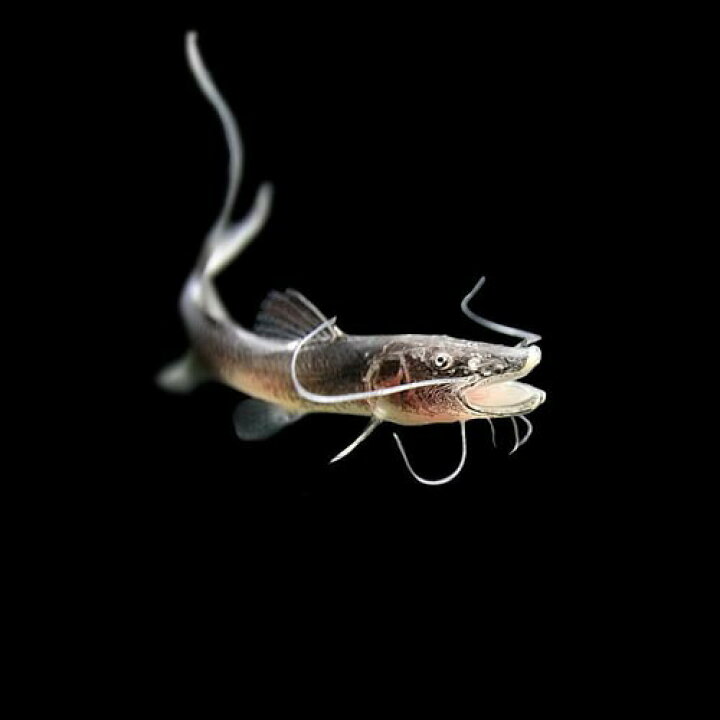 楽天市場】(熱帯魚 生体)ドラドキャット ベビー （約7- 9cm）（1匹 
