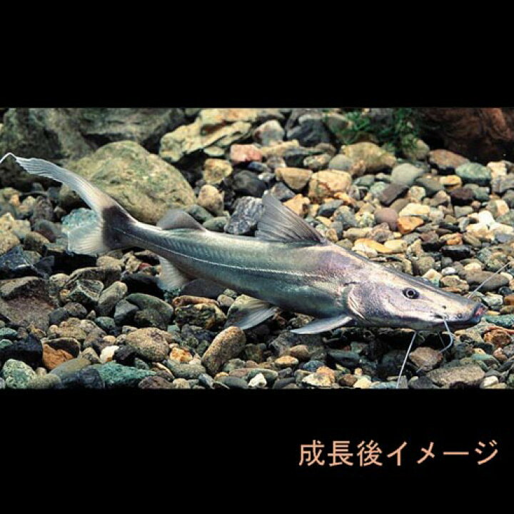 楽天市場】(熱帯魚 生体)ドラドキャット ベビー （約7- 9cm）（1匹 