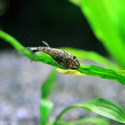 熱帯魚プレコオトシンクルス(約2-3cm)<3匹>