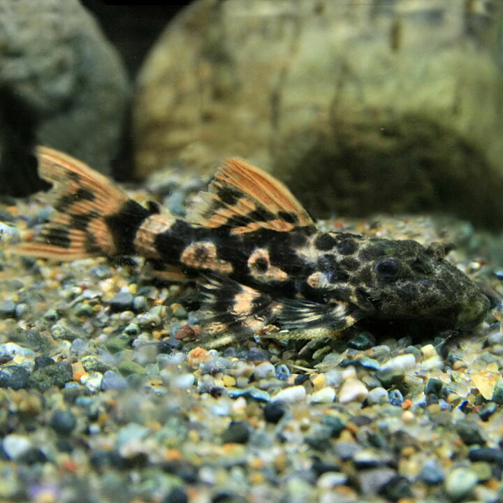 楽天市場】(熱帯魚 生体)レッドタイタニックトリムプレコ （約5cm 