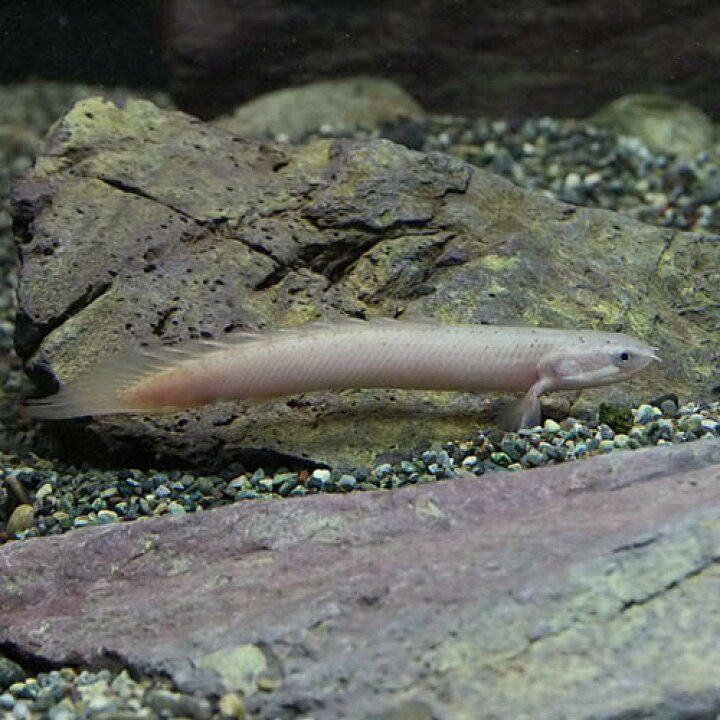 楽天市場 熱帯魚 生体 ポリプテルス セネガルス 約4 5cm １０匹 水槽 熱帯魚 観賞魚 飼育 生体 通販 販売 アクアリウム あくありうむ 小型 ネオス 楽天市場店
